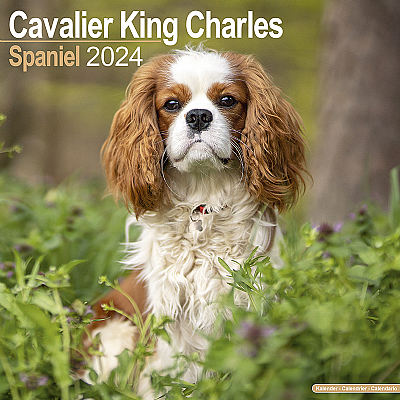 Cavalier King Charles Spaniel Calendar 2024